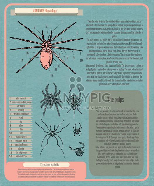 archnids physiology infographic banner - бесплатный vector #134364